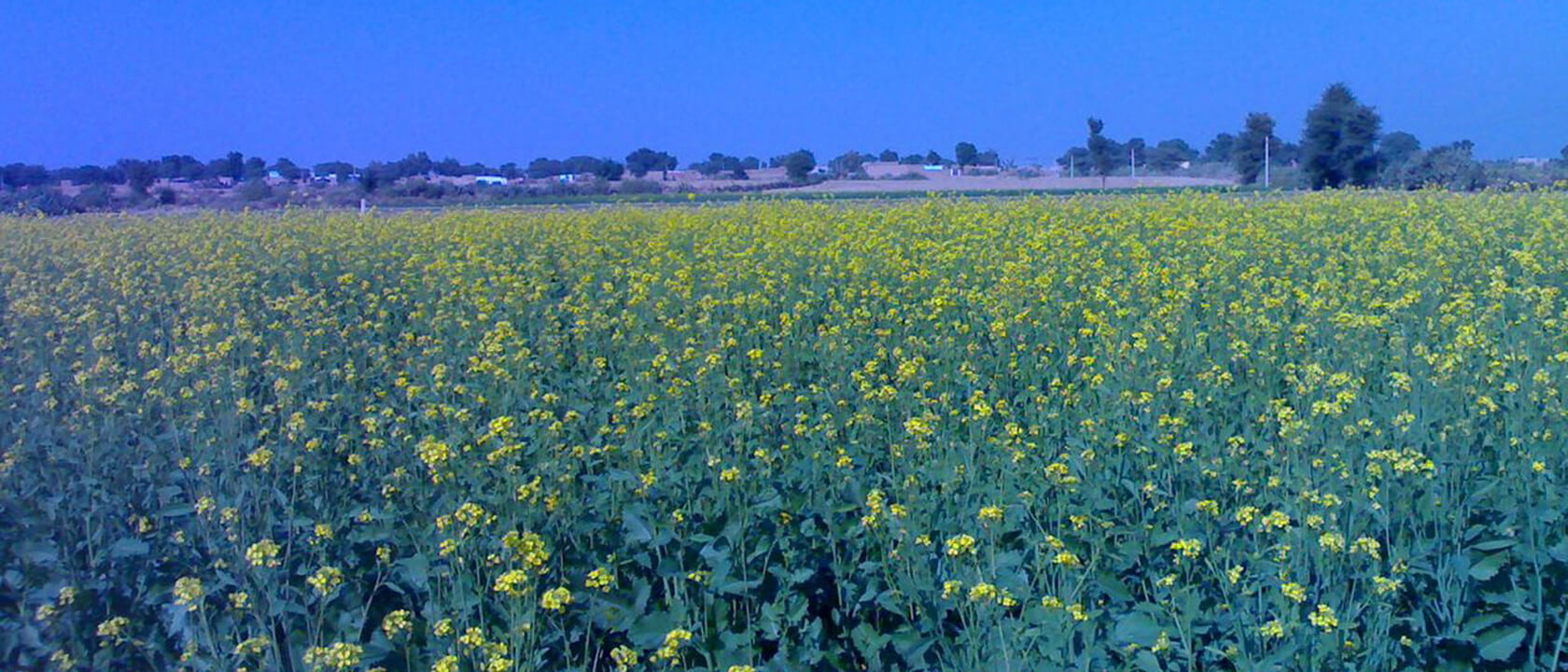 Sri Ganganagar